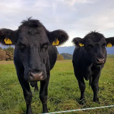Apartment Panorama Watsjiek